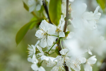 Kwitnące drzewa owoce, kwiaty czereśni, kwiaty wiśni, kwiaty wiśni, kwitnący sad, kwiaty owoców, kwiaty drzew, kwiaty, kwiat w sadzie, Flowering fruit trees, cherry blossoms, cherry blossoms, cherry b