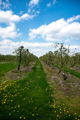 Fototapeta na wymiar Sad owocowy, drzewa jabłoni, jabłka, kwiaty jabłoni, kwiaty drzewa jabłoni, kwitnąca jabłoń 