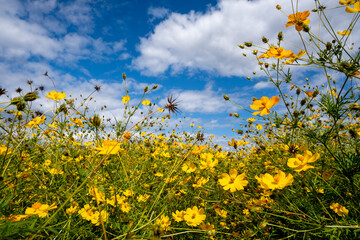 風景素材　爽かな秋陽に映えるコスモスの花