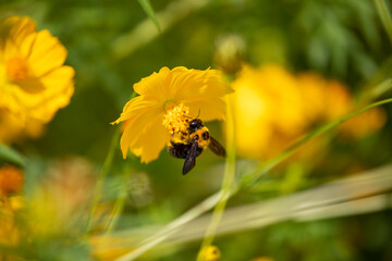 風景素材　爽かな秋陽に映えるコスモスの花と熊蜂