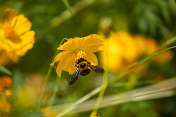 風景素材　爽かな秋陽に映えるコスモスの花と熊蜂