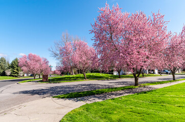 Obraz premium Spring view of cherry blossom trees lining a street running through neighborhood subdivision community of homes in Coeur d'Alene, Idaho, USA. 