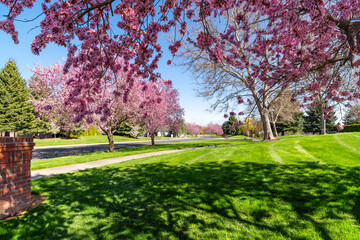 A small suburban park on a treelined street of blooming, flowering Cherry Blossom trees at Spring, in Coeur d'Alene, Idaho, USA.