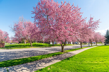 Spring view of cherry blossom trees lining a street running through neighborhood subdivision community of homes in Coeur d'Alene, Idaho, USA.