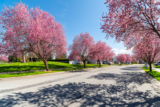 Cherry blossom trees in bloom on a tree lined street through a housing subdivision on a Spring day in Coeur d'Alene, Idaho, USA.