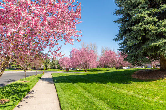 Spring view of cherry blossom trees lining a street running through neighborhood subdivision community of homes in Coeur d'Alene, Idaho, USA.