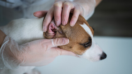 The veterinarian examines the dog's ears. Jack Russell Terrier Ear Allergy.