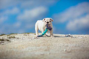 Obraz premium Gorgeous white english bulldog puppy