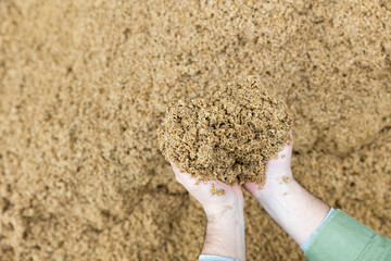 Hands of male farmworker holding handful of brewers grains on background of large pile. Organic...