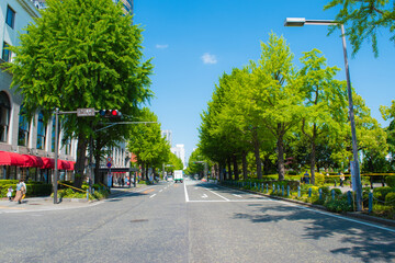 新緑の山下公園通り