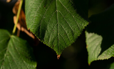 A sprig of linden tree. A type of medicinal plant.