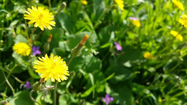 Video image of dandelion with yellow flowers