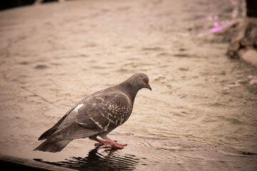 Pigeon at the fountain and water. The concept of loneliness and sadness.
