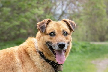 Portrait of a young blind dog in a shelter for homeless animals.The concept of helping sick animals.