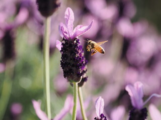 ラベンダーとミツバチ