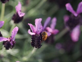 ラベンダーとミツバチ