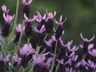 天を仰ぐラベンダー