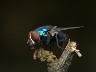 common green bottle fly on the branch