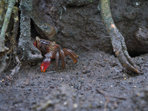 red claw crab among tree roots