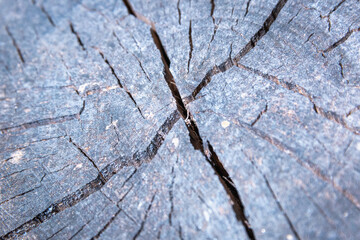 Stump with cracks. Old tree.