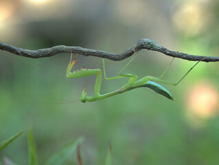 giant asian mantis perched under the branch