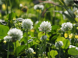 5月のシロツメクサ