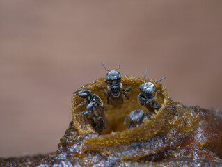 stingless bee colony  on the nest