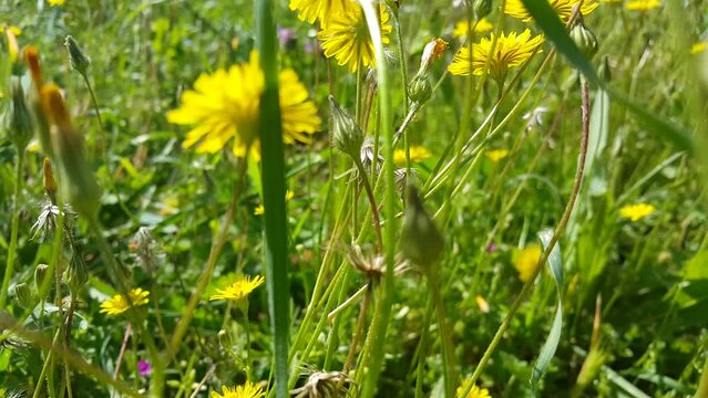 Video image of dandelion with yellow flowers