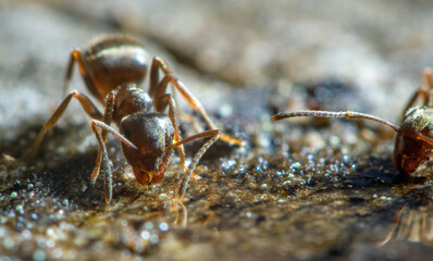 Eine Ameise auf der Suche nach Futter