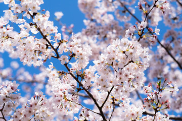 桜と青空