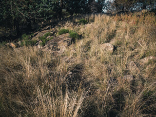 Landscape with grass