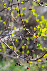 Spring new leaves with old dry berries on branch, selective focus. Tree buds bloom, close up. Germination of first spring leaves.