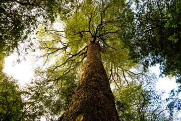 A hundred-year-old coihue in the Patagonian Andean forest