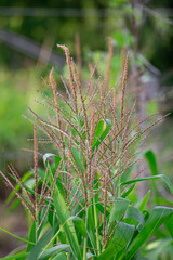 close up of a corn folwer