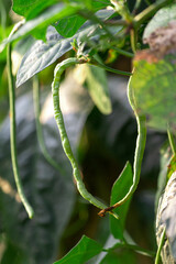 long bean in garden ,close up of plant