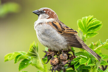 Close-up portrait of a brown house sparrow, passer domesticus, in spring outdoors