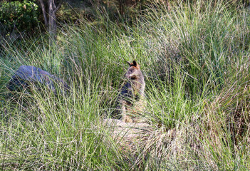 wallaby in australian bushland