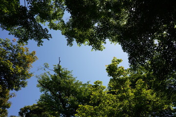 Obraz premium 空と木