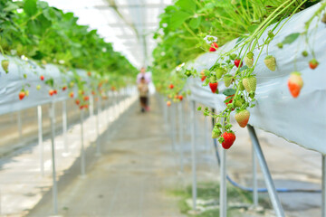 ビニールハウスでのイチゴ栽培