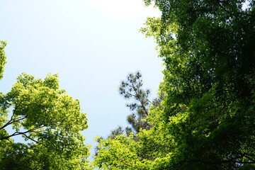 Fototapeta premium 空と木