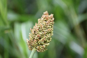 close up of a flower