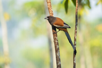 Rufous Treepie on a branch