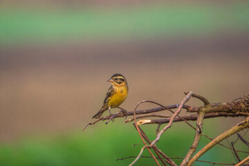Yellow-breasted Bunting sitting on branch.