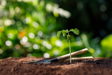 Close up Young plant (tamarind tree) growing in fertile soil.