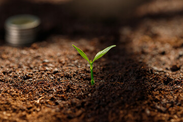Close up Young plant growing in fertile soil.