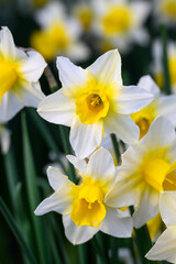 Fototapeta premium Signs of spring, closeup of a bunch of white and yellow daffodils growing in a garden 
