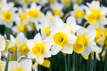 Fototapeta premium Signs of spring, closeup of a bunch of white and yellow daffodils growing in a garden 