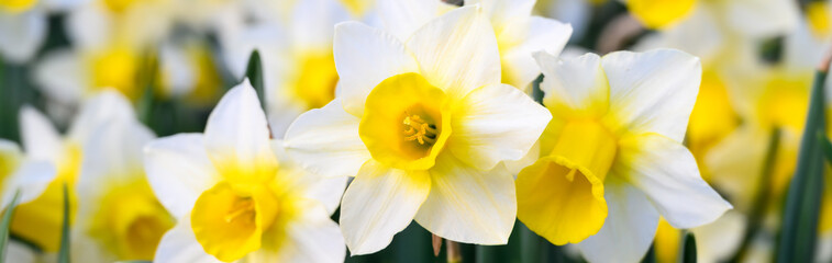 Signs of spring, closeup of a bunch of white and yellow daffodils growing in a garden
