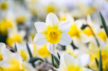 Signs of spring, closeup of a bunch of white and yellow daffodils growing in a garden
