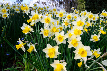 Abundance of white and yellow daffodils growing in a spring garden, as a nature background
